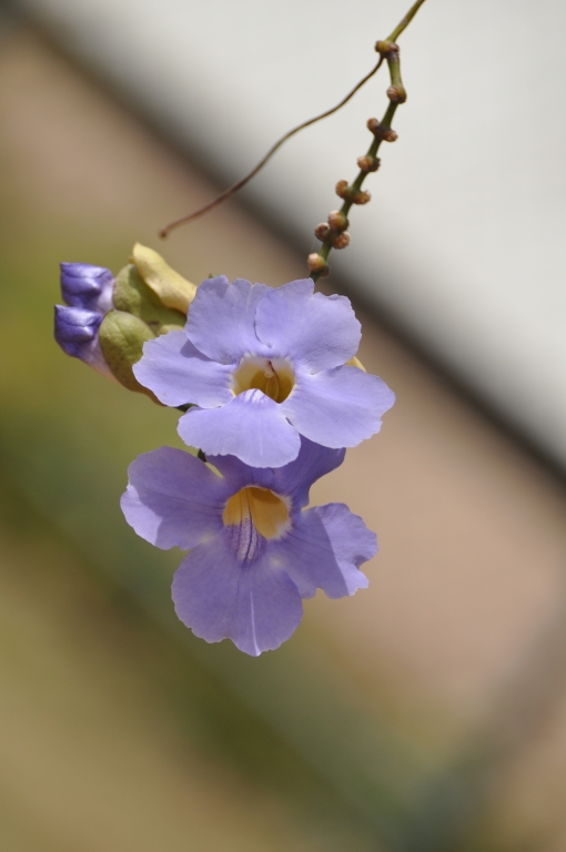 8 - Imagens do CEU.jpg